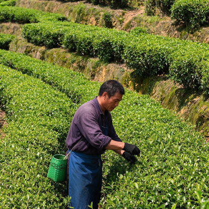 Jasmine Green Tea Leaves | 1.1 LB