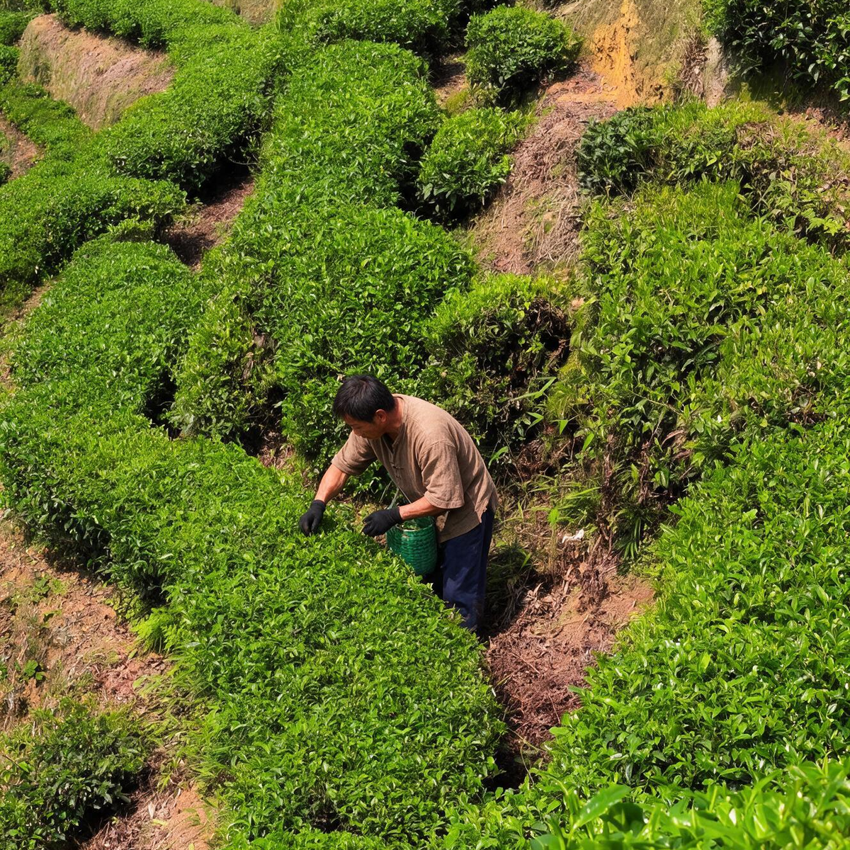 Assam Black Tea Leaves | 1.1 LB