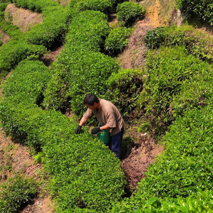 Assam Black Tea Leaves | 1.1 LB